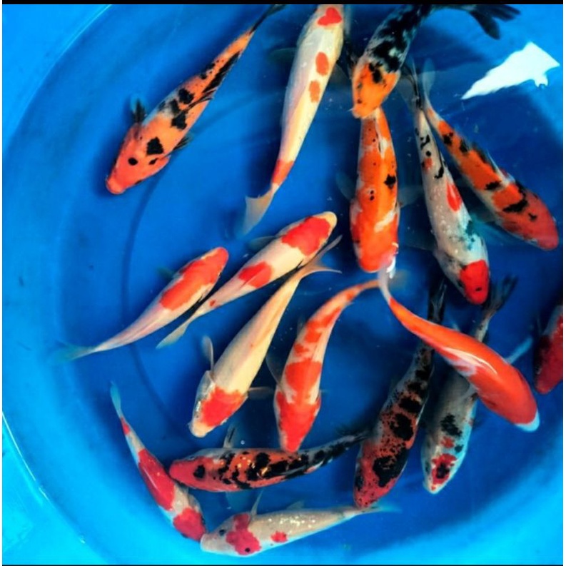 ikan Koi Super Blitar UK 20-25cm