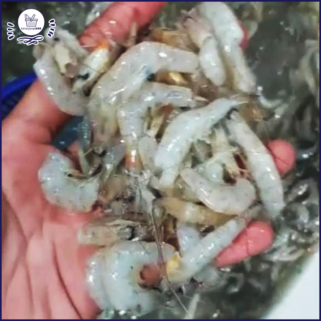 

Udang Segar Udang Sayur 1kg