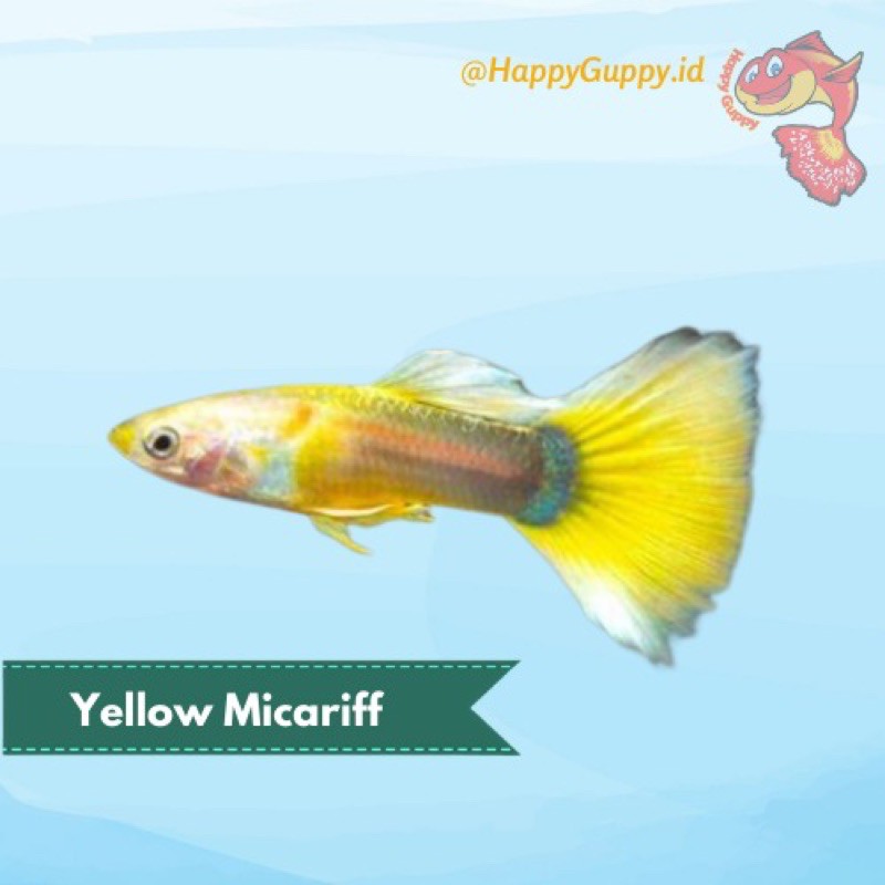 Ikan Hias Guppy Yellow Micariff