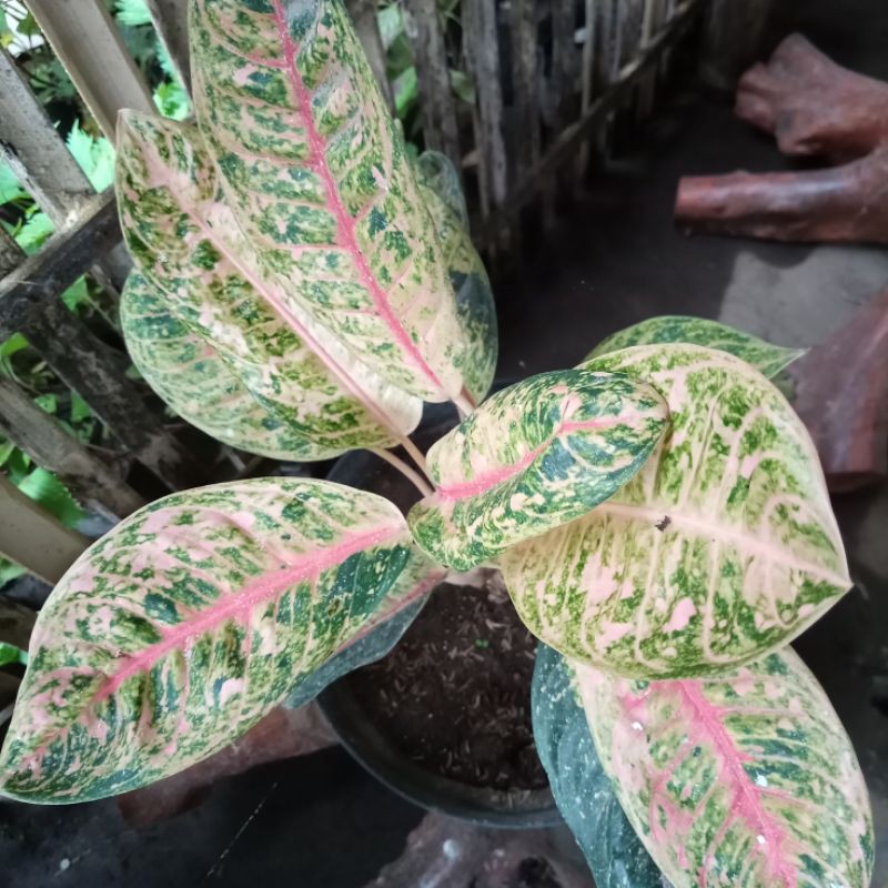 Aglonema Dona Carmen mutasi