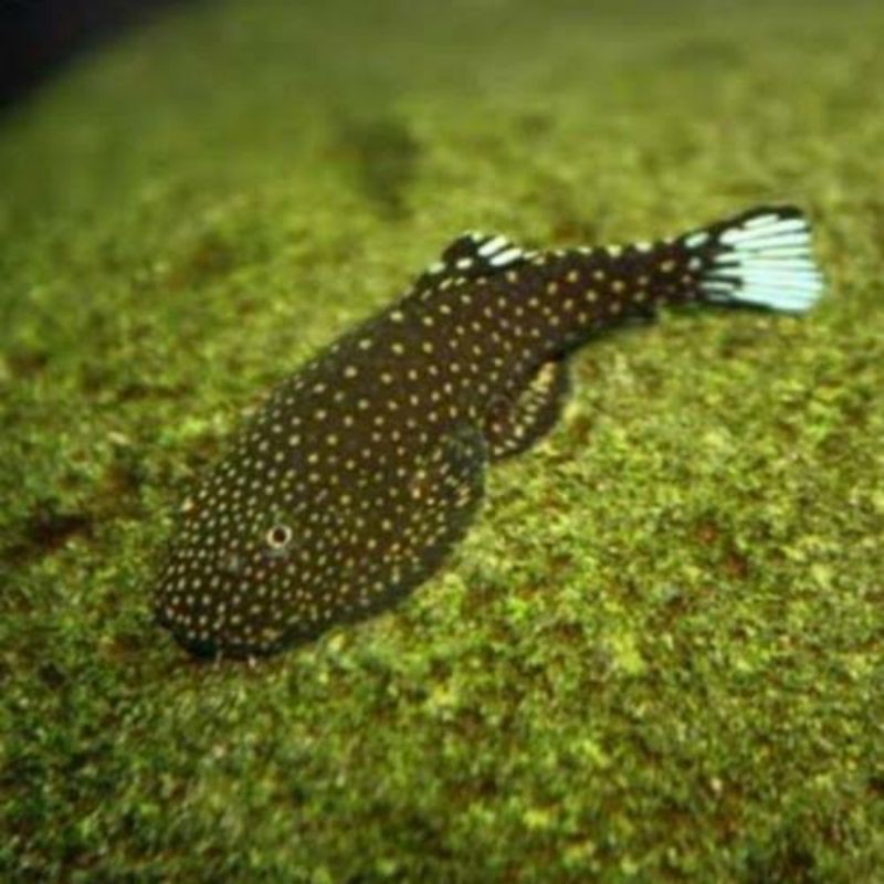 ikan hias algae borneo sucker size s