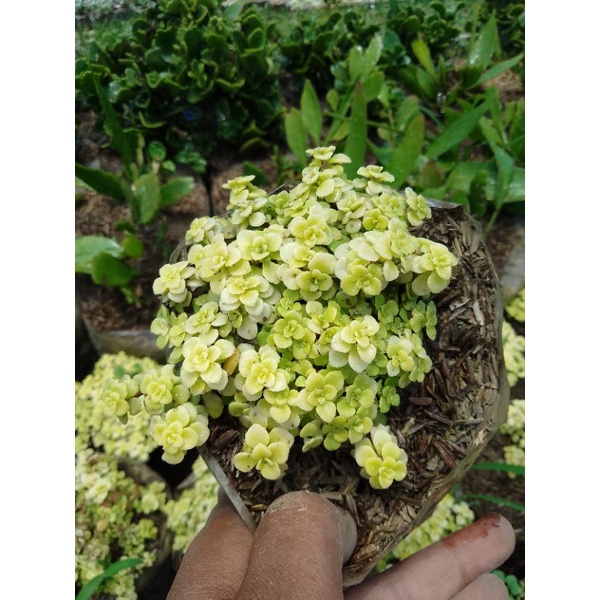 sedum makinoi ogon