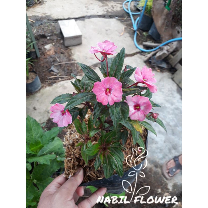 Tanaman Hias Bunga Pacar Air Pinx