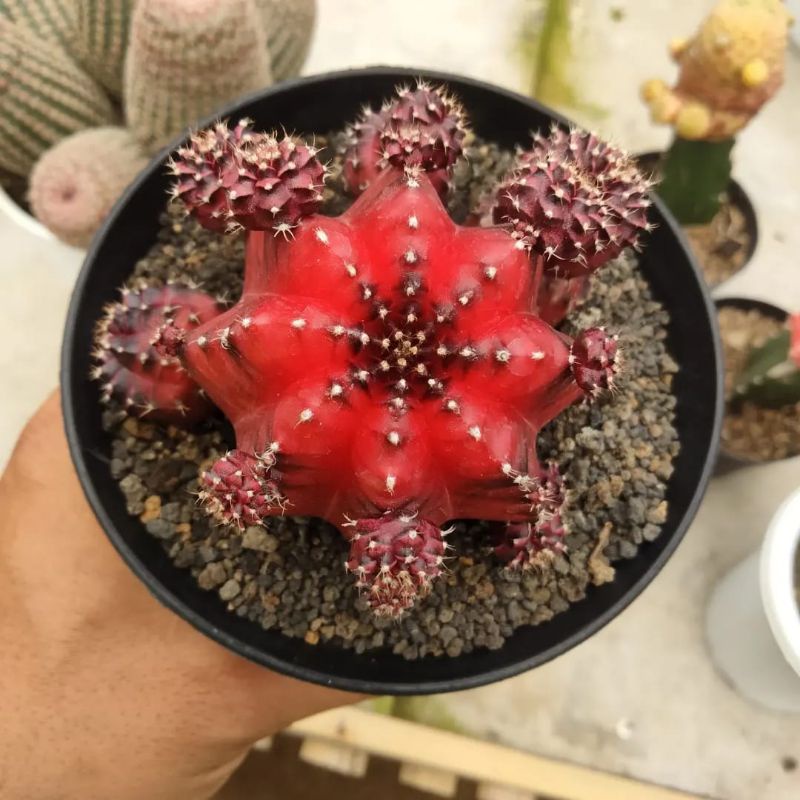 Gymno Super Red Korea own root