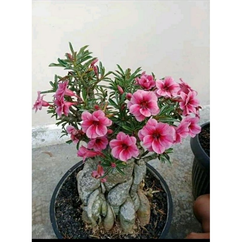 

kamboja adenium
