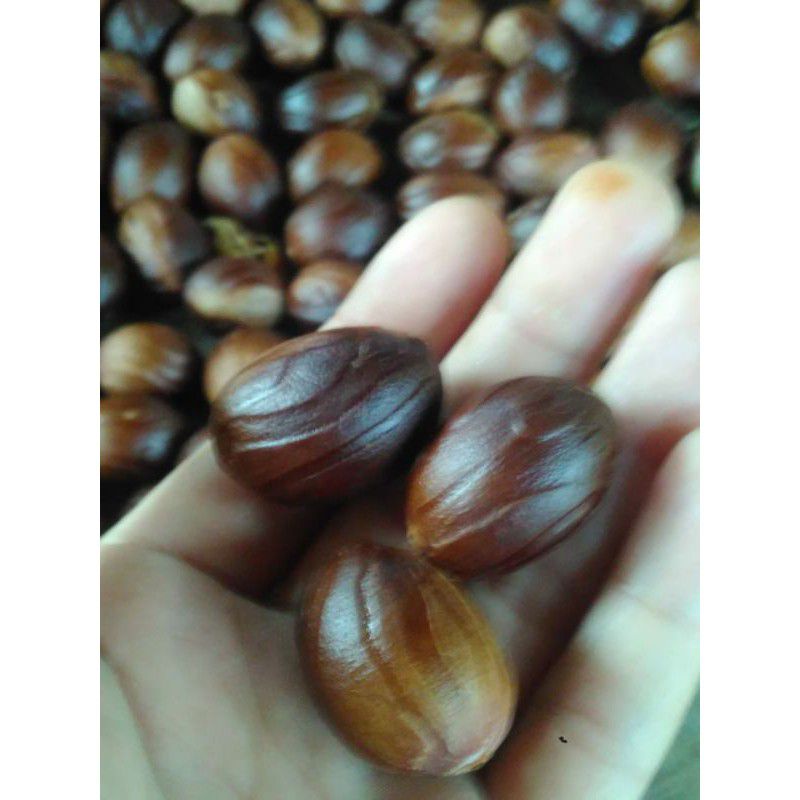 

Buah pala bulat super unggul 500 gram original