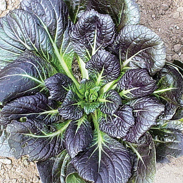 Haira Seed Bibit-Biji Tatsoi Merah-Red Tatsoi Violet F1