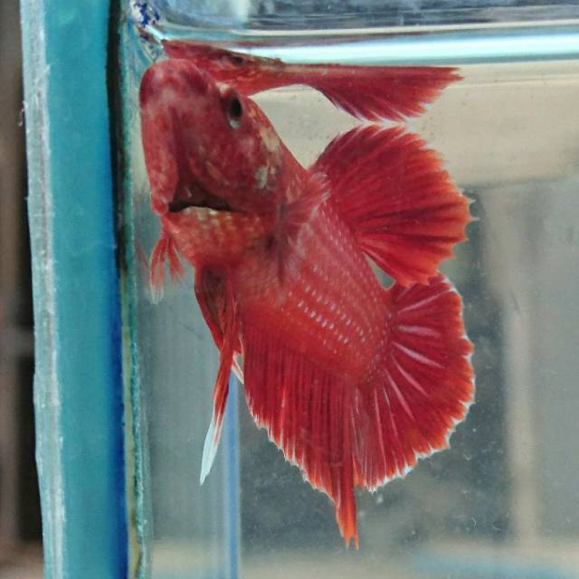 cupang hmpk hellboy