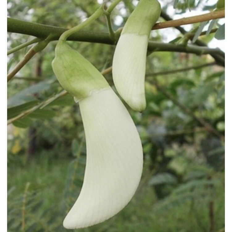 bibit tanaman kembang turi putih