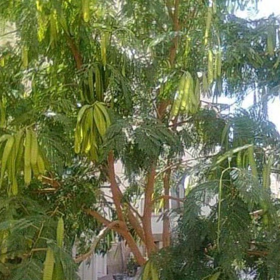 

Kulit pohon pete cina atau lantoro kulit segar 1kg