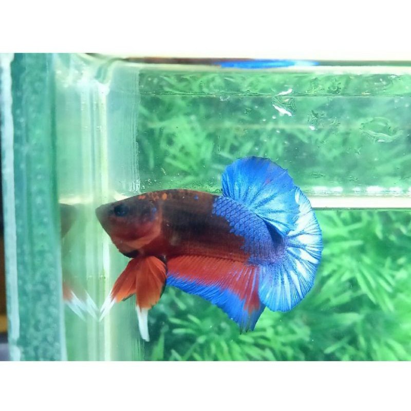 HELLBOY BOLD STARTAIL & CLASIC