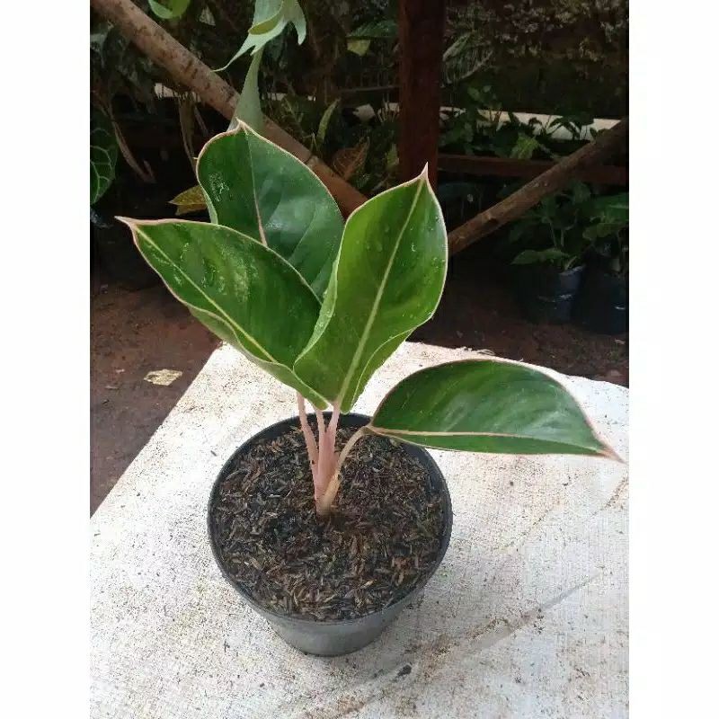 Aglonema lipstik flamingo | flamingo lispstik aglonema