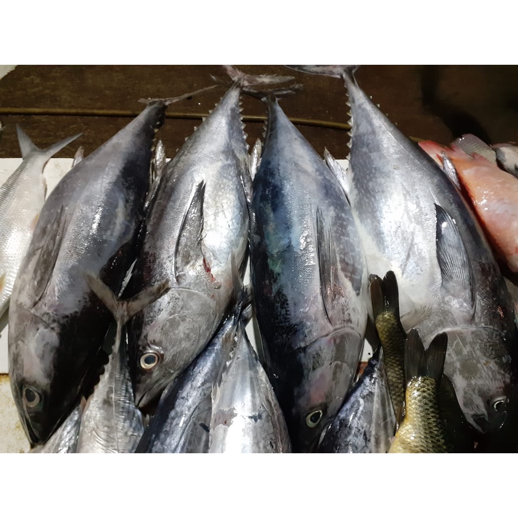 

Ikan Tongkol Abu (TUNA)