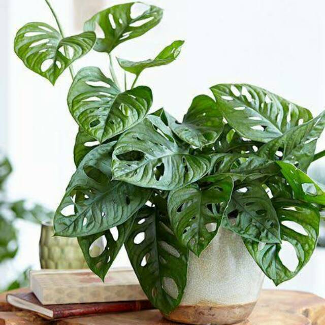 Bibit Tanaman Janda Bolong