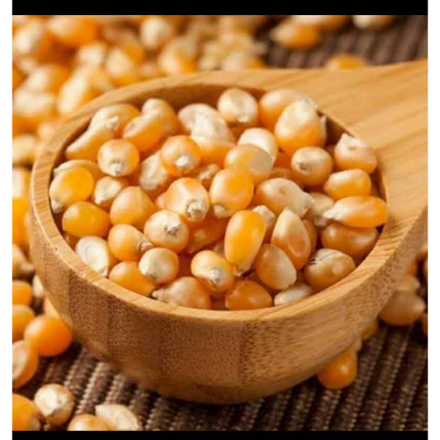 

Biji jagung popcorn