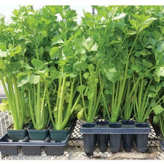 400 Biji - Benih Seledri Unggul bamby - Benih Panah Merah - Bibit Sayuran Benih Sayuran