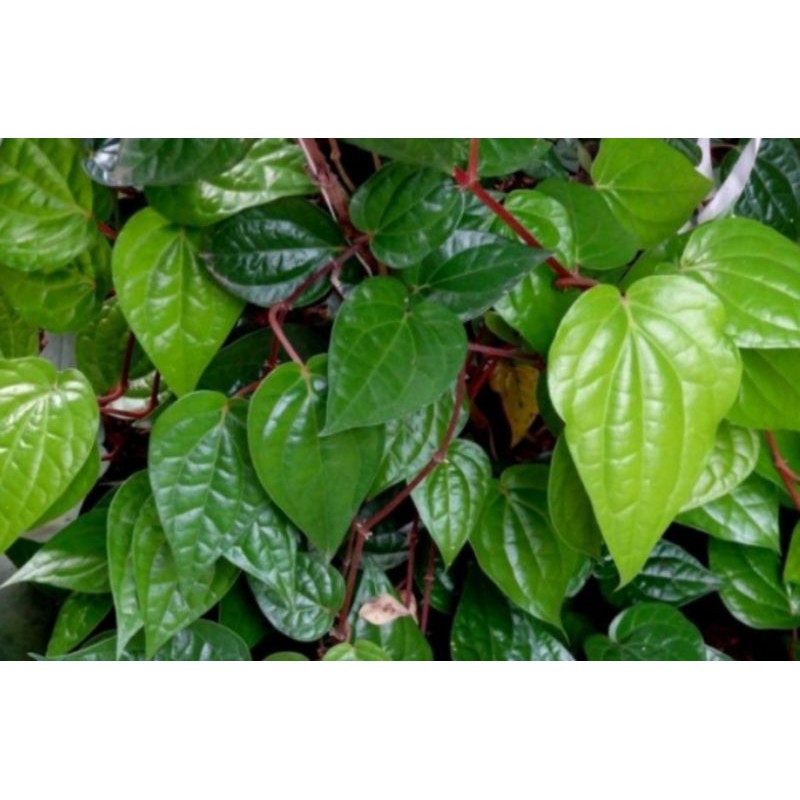 

Daun sirih hijau segar alami langsung di petik, 10 lembar