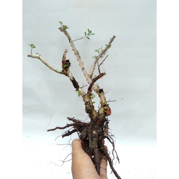 REAL PICT BONSAI SANTIGI, DONGKELAN SANTIGI, SANTIGI MAME