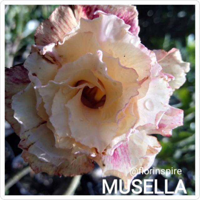 Bibit bunga kamboja/adenium treple terbaru-Musella