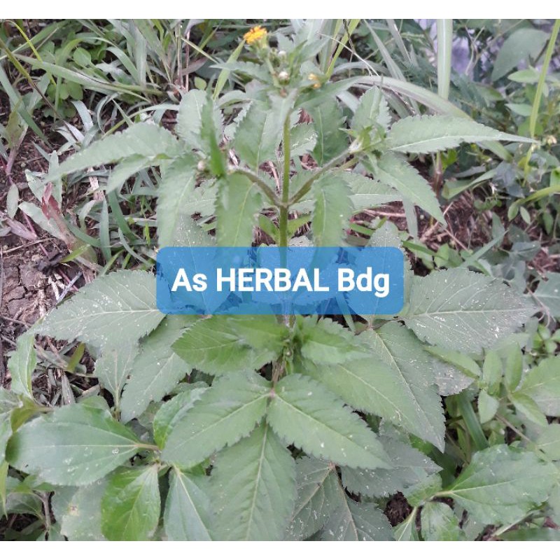 

Daun Ketul atau Ajeran 500 gram-az