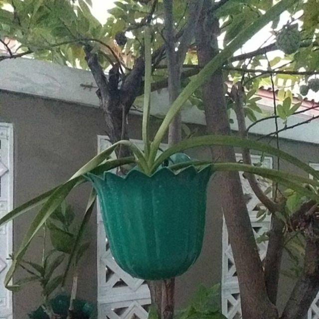 Anggrek Vanda Dewasa Jumbo (tricolor)