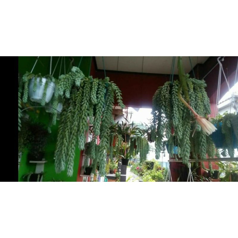 BUNGA SEKULEN JUNTAI AIR MATA IBU