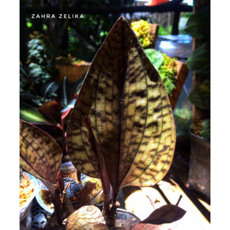 

jewel orcid nephelaphyllum sp