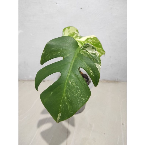 Monstera Variegata Marble