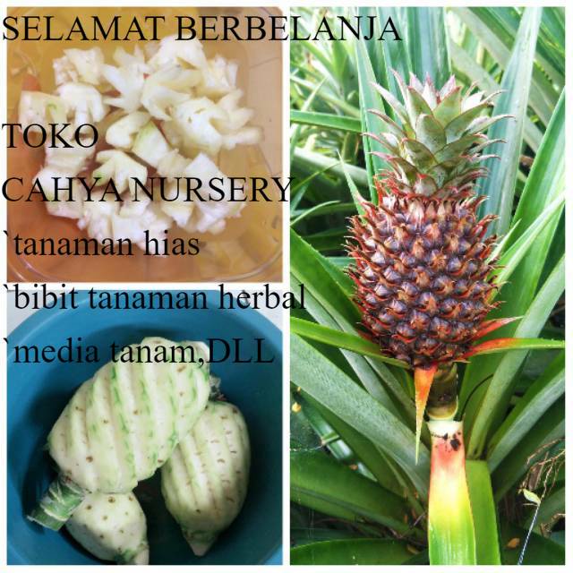 

Buah nanas muda asli subang