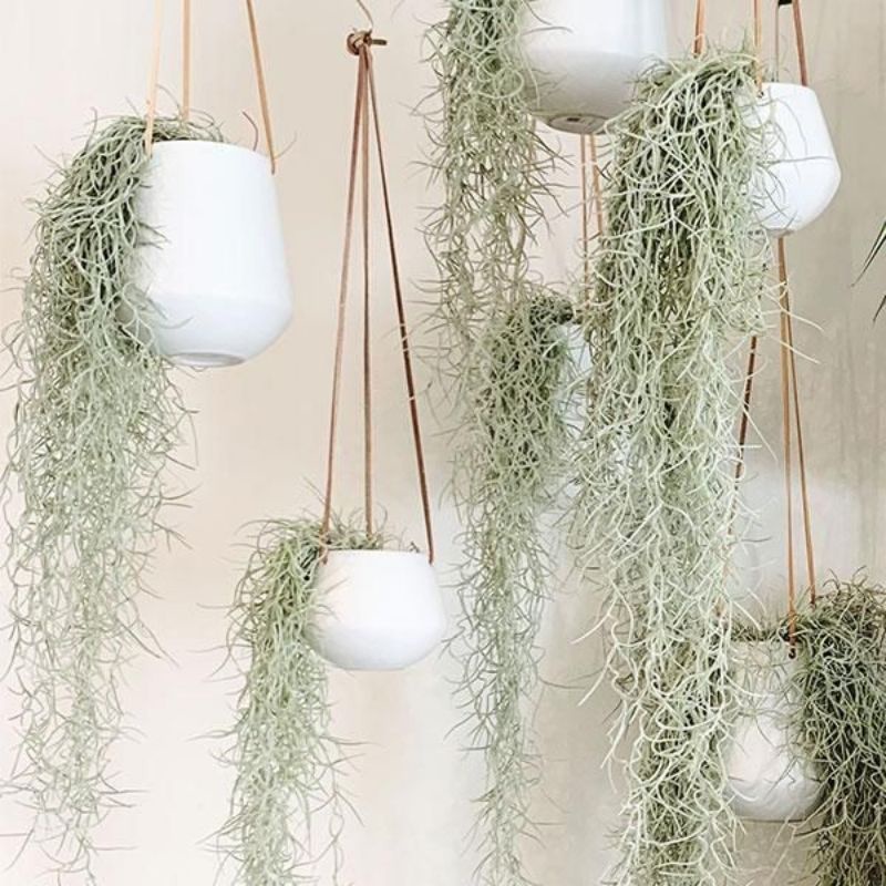 spanish moss/ jenggot musa / tillandsia usneoides
