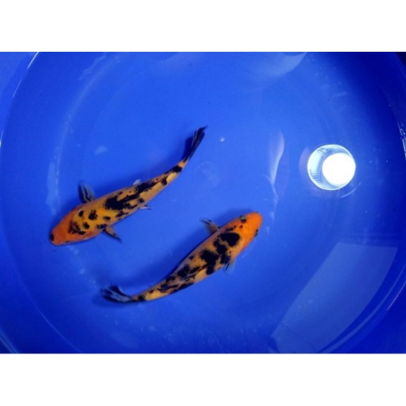 hi utsuri size 18-20 cm