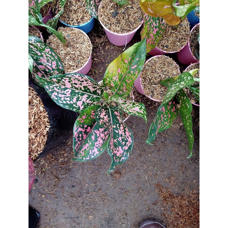 Aglonema Pink Dalmation