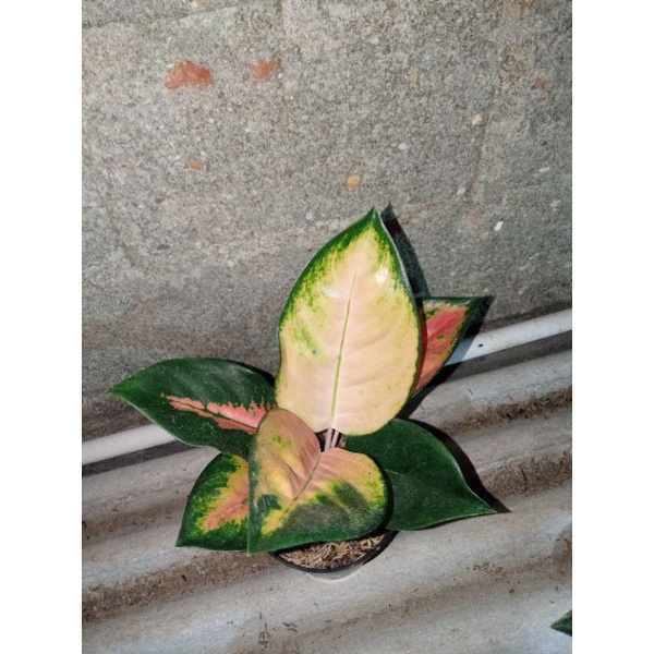 aglonema kocin kuning