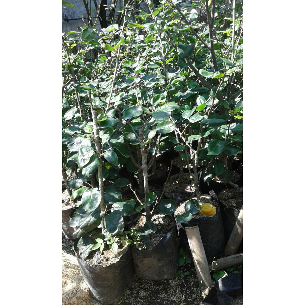 Super Bibit Buah Pir Coklat @_#