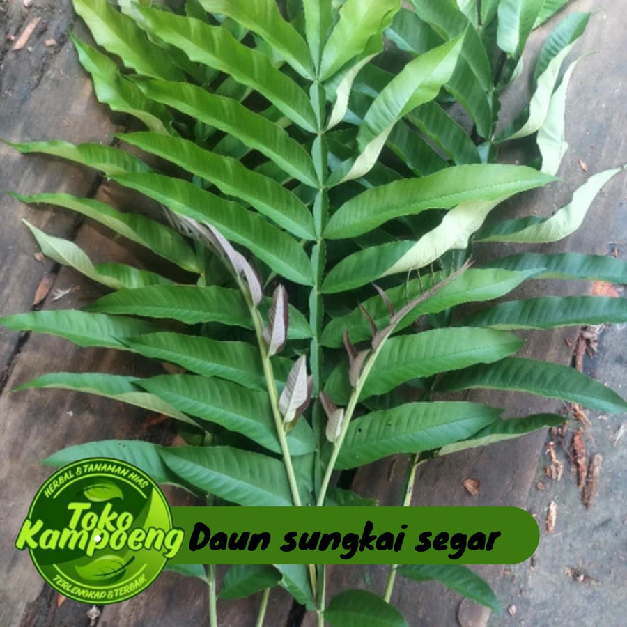 100 Gram Daun Sungkai Segar Organik - Herbal Penangkal Virus Kaya manfaat