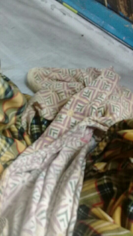 Tanaman Hias Hidup Ekor Tupai - Bibit Tanaman Ekor Tupai