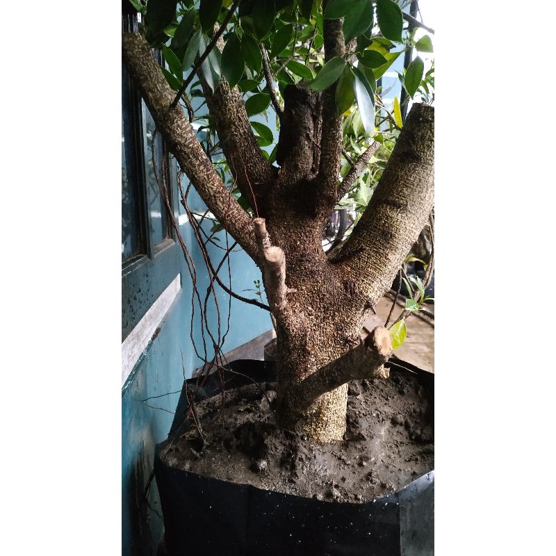 RUMAH FICUS - BONGGOL JUMBO KIMENG PROSPEK