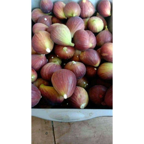 BUAH SEGAR buah tin  fig  ara 1kg fresh siap makan