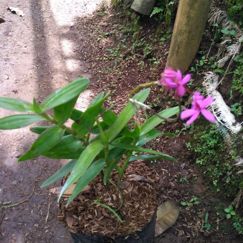 tanaman hias anggrek tanah ungu muda