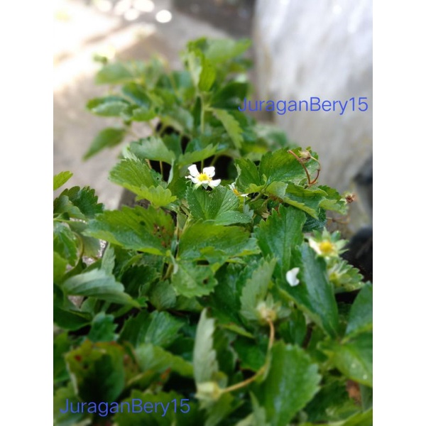 bibit strawberry sudah berbunga jenis California