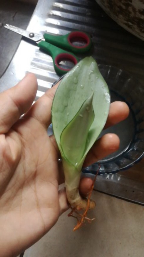 Sanseviera Moon Shine Lidah Mertua Mousen Tanaman Indoor - Nabata