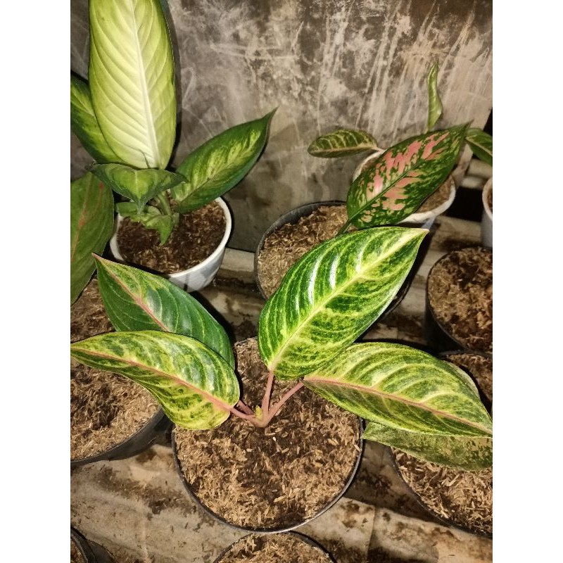 aglonema madam suroyo golden