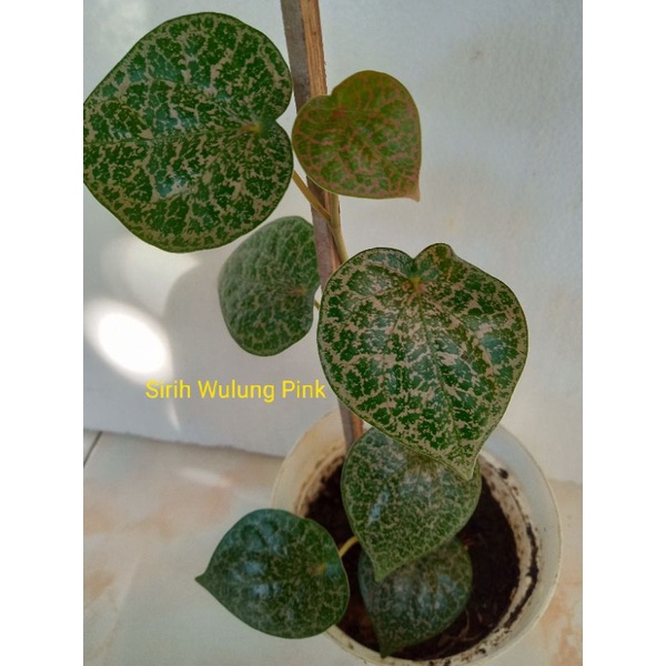 Tanaman Hias SIRIH WULUNG PINK, sirih langka....