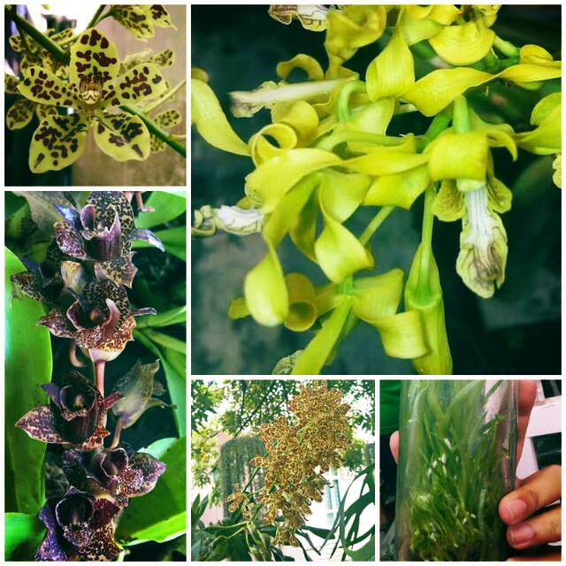 Bibit anggrek gramma botol whiskey