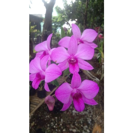 dendrobium larat/anggrek