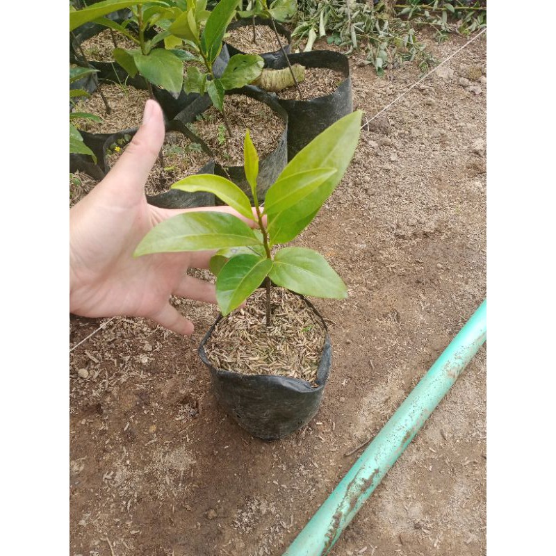 bibit black sapote biji