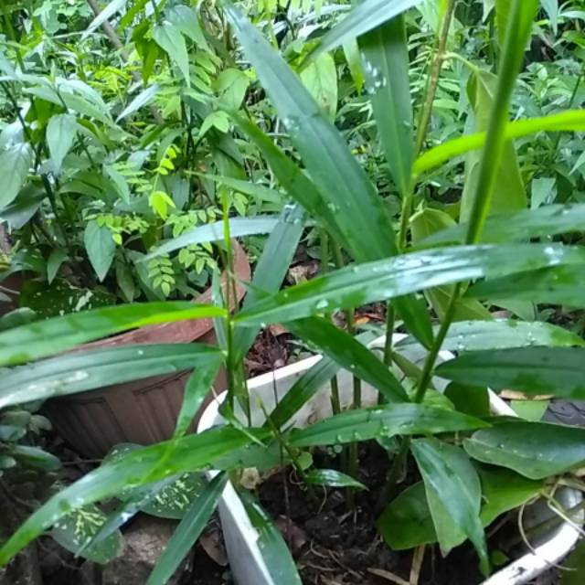 Jual Bibit Jahe Merah Jawa Barat Wa 0856 4514 7822 Afif Jaya Farm