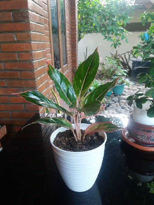 Tanaman Aglaonema Lipstik Pink/ Lipstik Kelasik