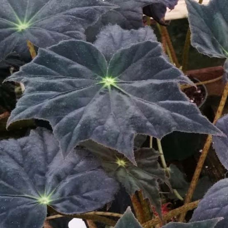 begonia black velvet