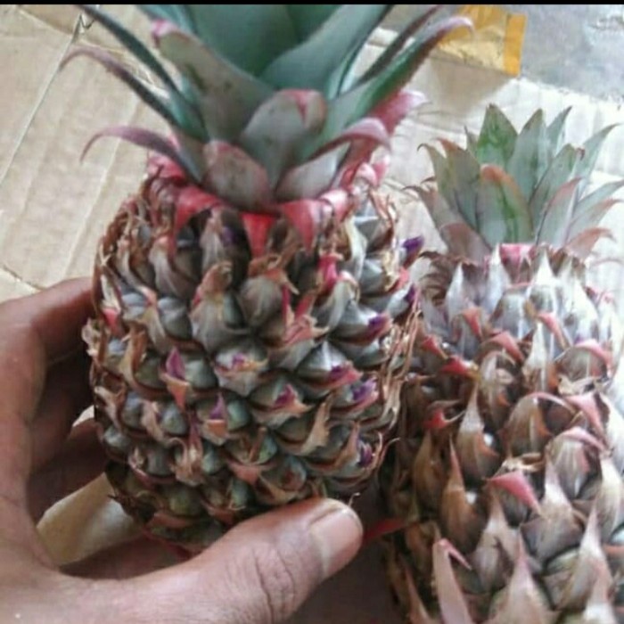 nanas merah muda - buah nanas merah muda